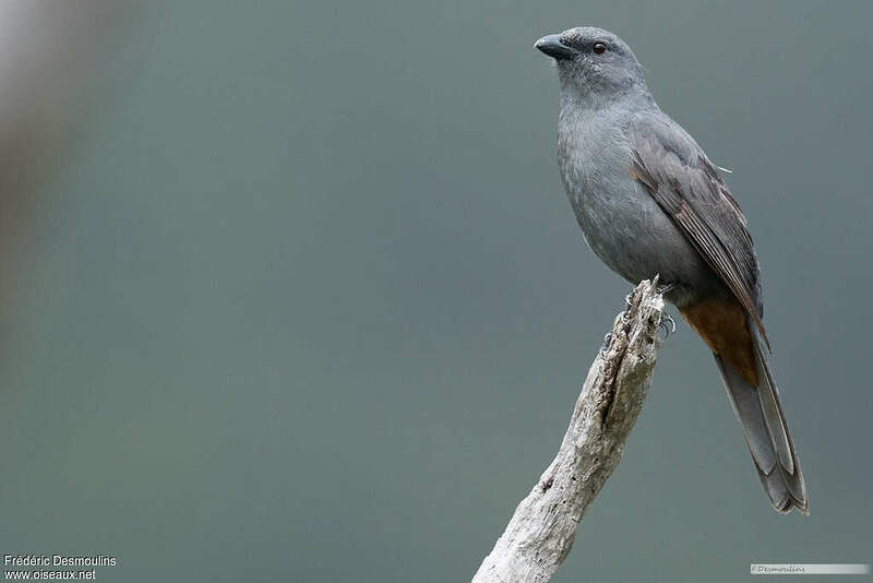 Échenilleur de montagne adulte nuptial frde248816