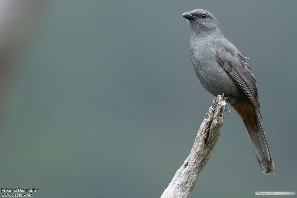 New Caledonian Cuckooshrikeadult breeding, identification