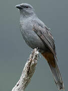 New Caledonian Cuckooshrike