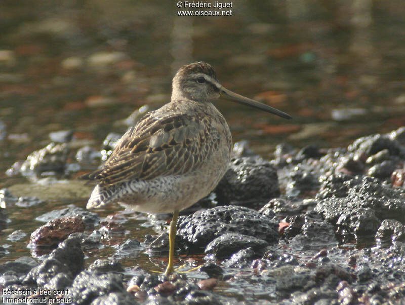 Short-billed Dowitcher