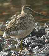 Short-billed Dowitcher