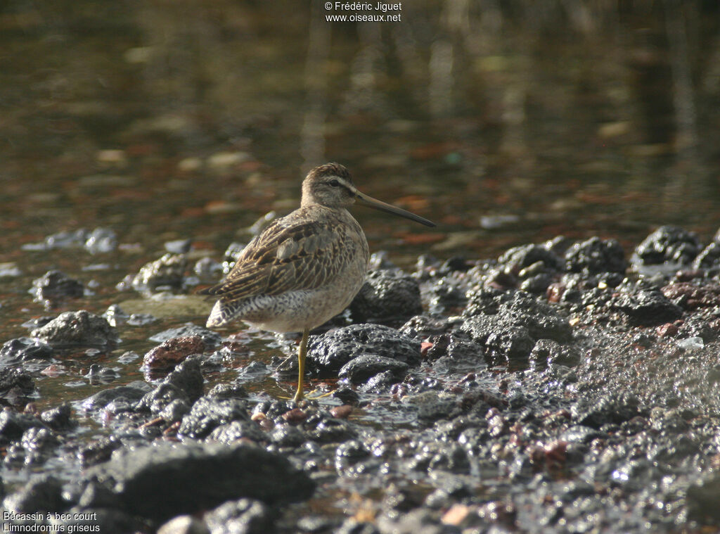 Short-billed Dowitcher