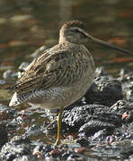 Short-billed Dowitcher