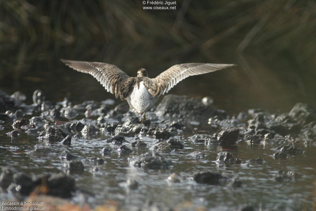 Short-billed Dowitcher