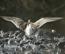 Short-billed Dowitcher