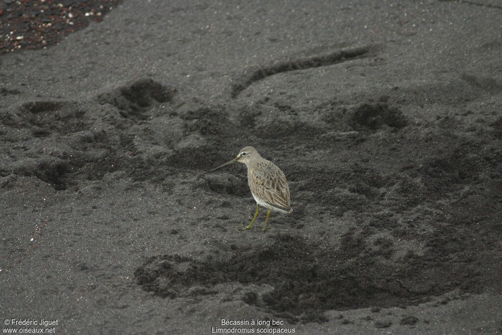 Long-billed Dowitcher