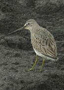 Long-billed Dowitcher