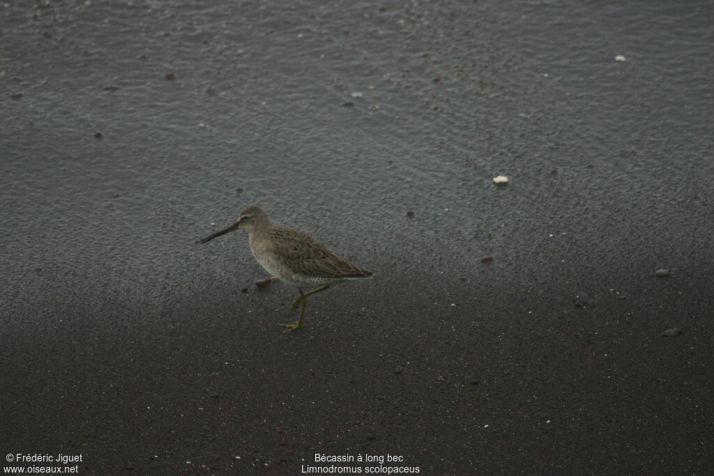 Long-billed Dowitcher