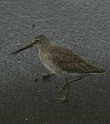 Long-billed Dowitcher