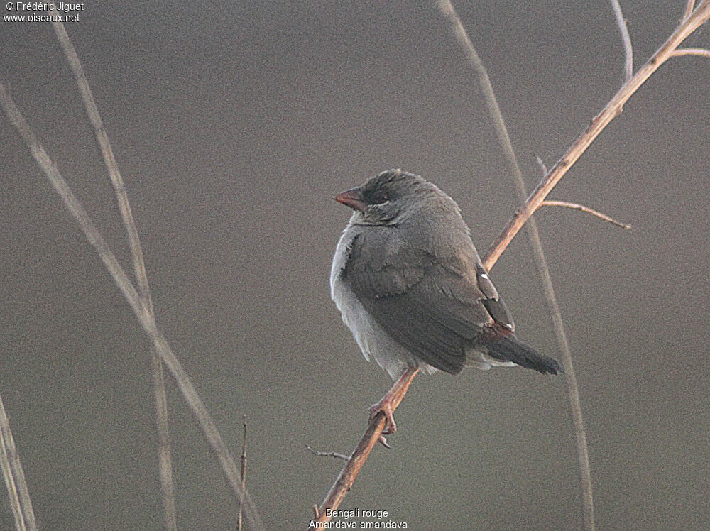 Red Avadavat