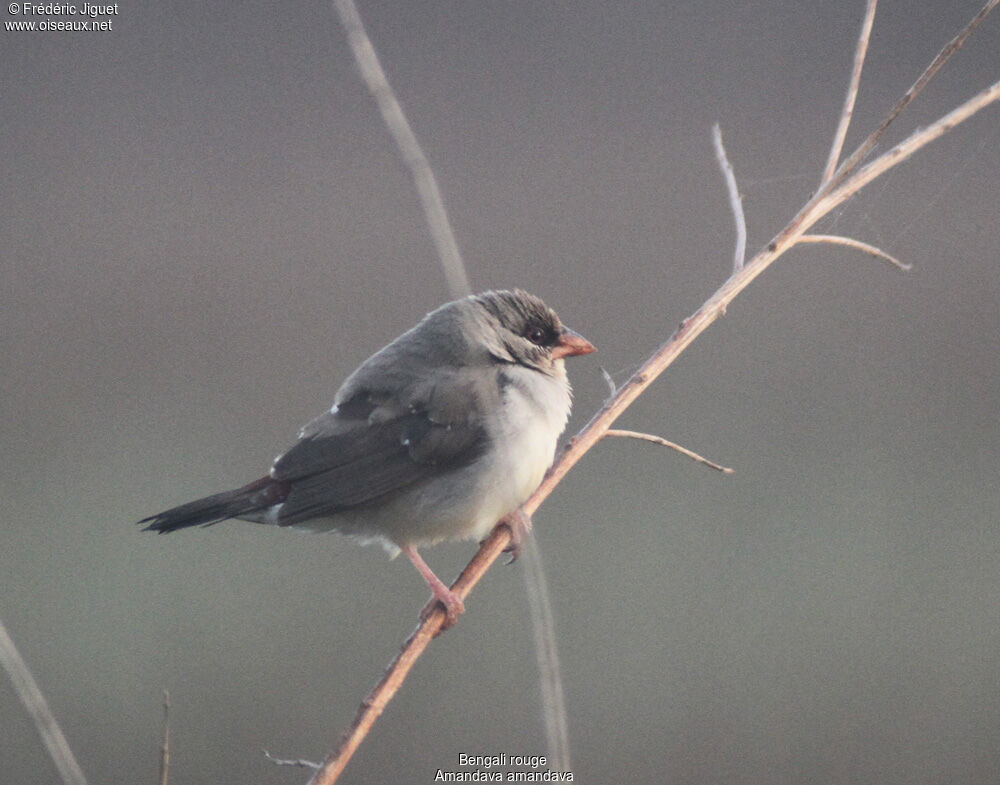 Red Avadavat