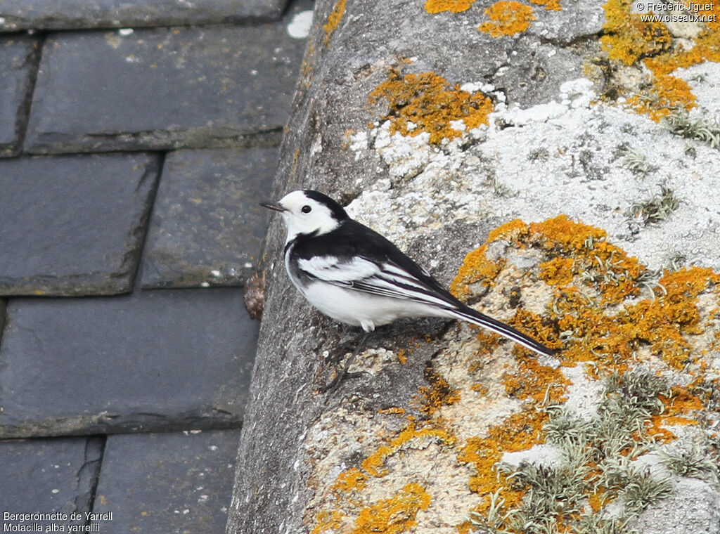 White Wagtail (yarrellii) male adult post breeding