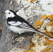 White Wagtail (yarrellii)