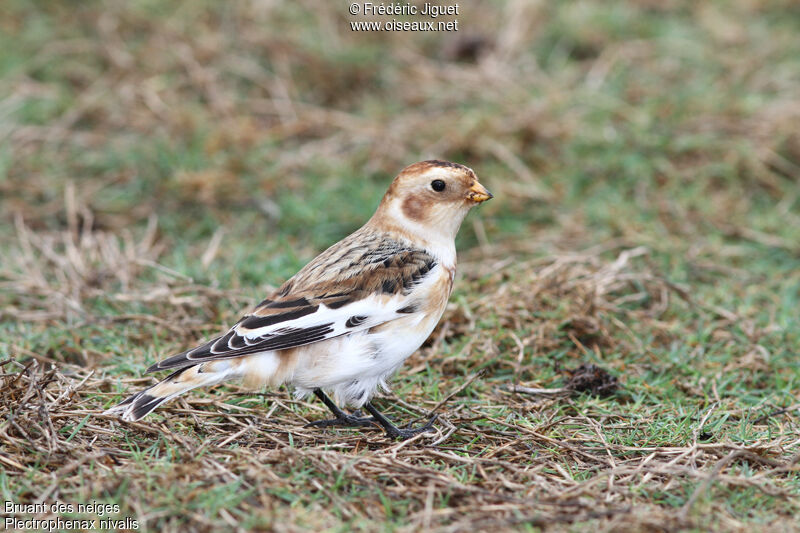 Snow Bunting