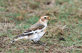 Snow Bunting