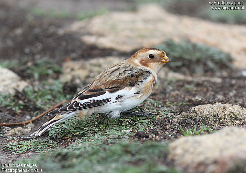 Snow Bunting