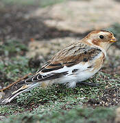 Snow Bunting