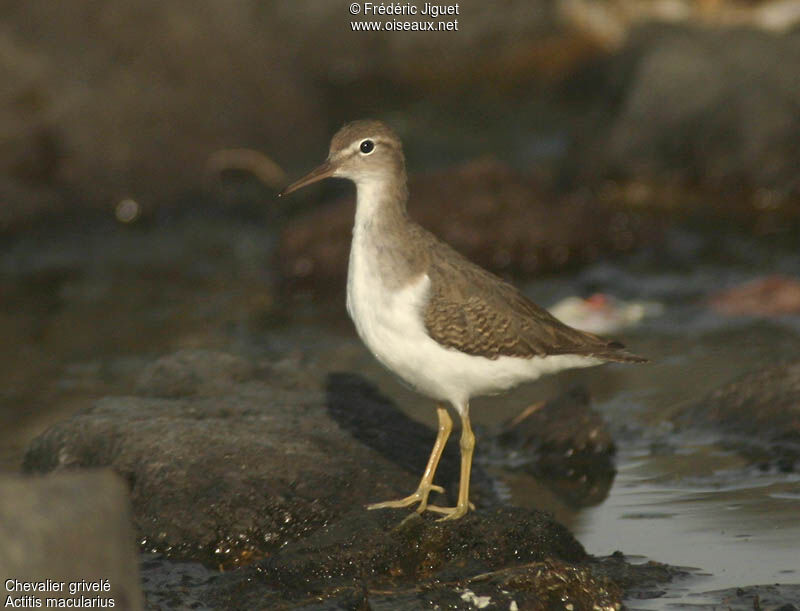 Spotted Sandpiper