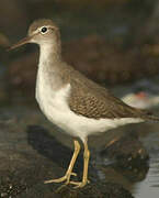 Spotted Sandpiper