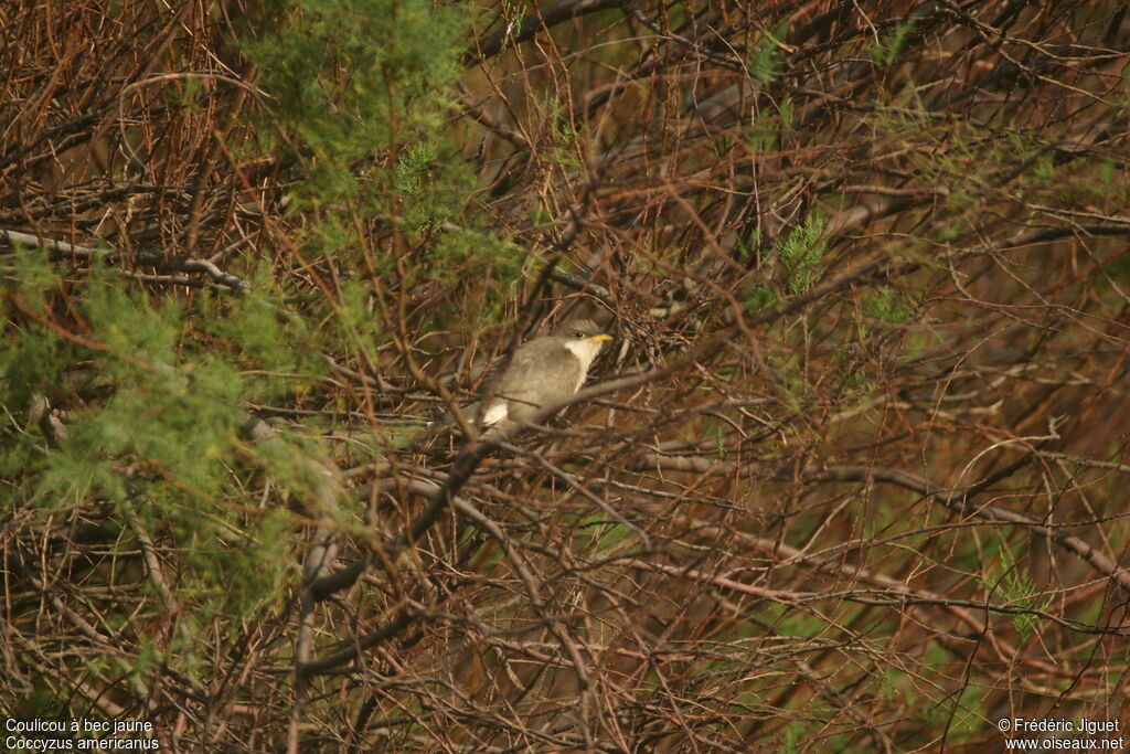 Yellow-billed CuckooFirst year