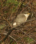 Yellow-billed Cuckoo