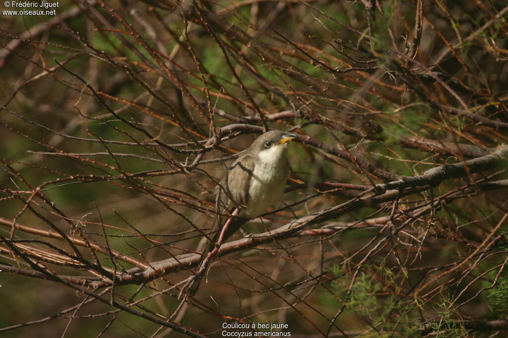 Yellow-billed Cuckoo