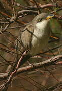 Yellow-billed Cuckoo