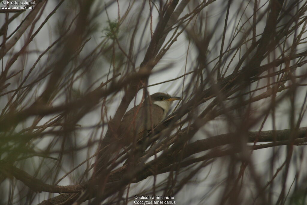 Yellow-billed Cuckoo