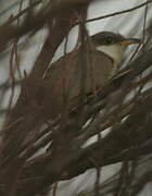 Yellow-billed Cuckoo