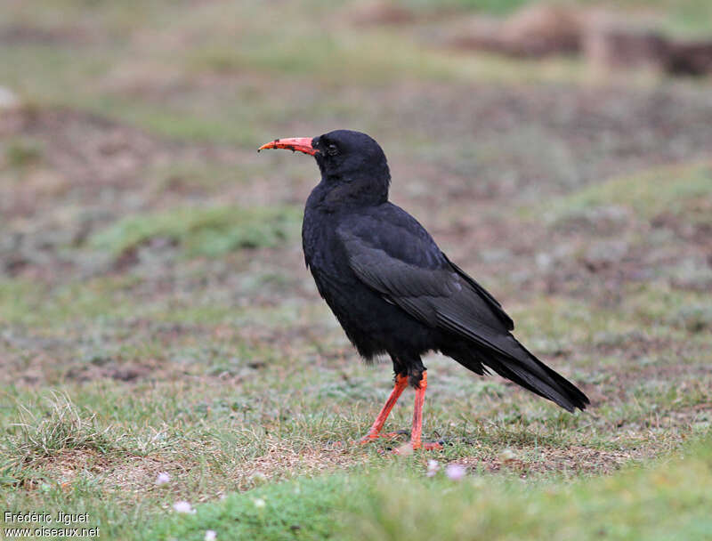 Red-billed Choughadult, habitat, fishing/hunting