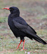 Red-billed Chough