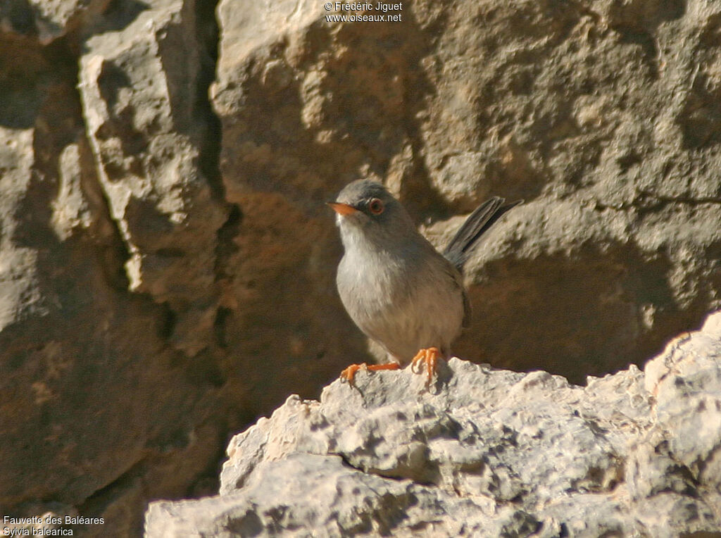 Balearic Warbler