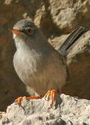 Balearic Warbler