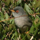 Fauvette des Baléares