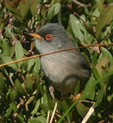 Balearic Warbler