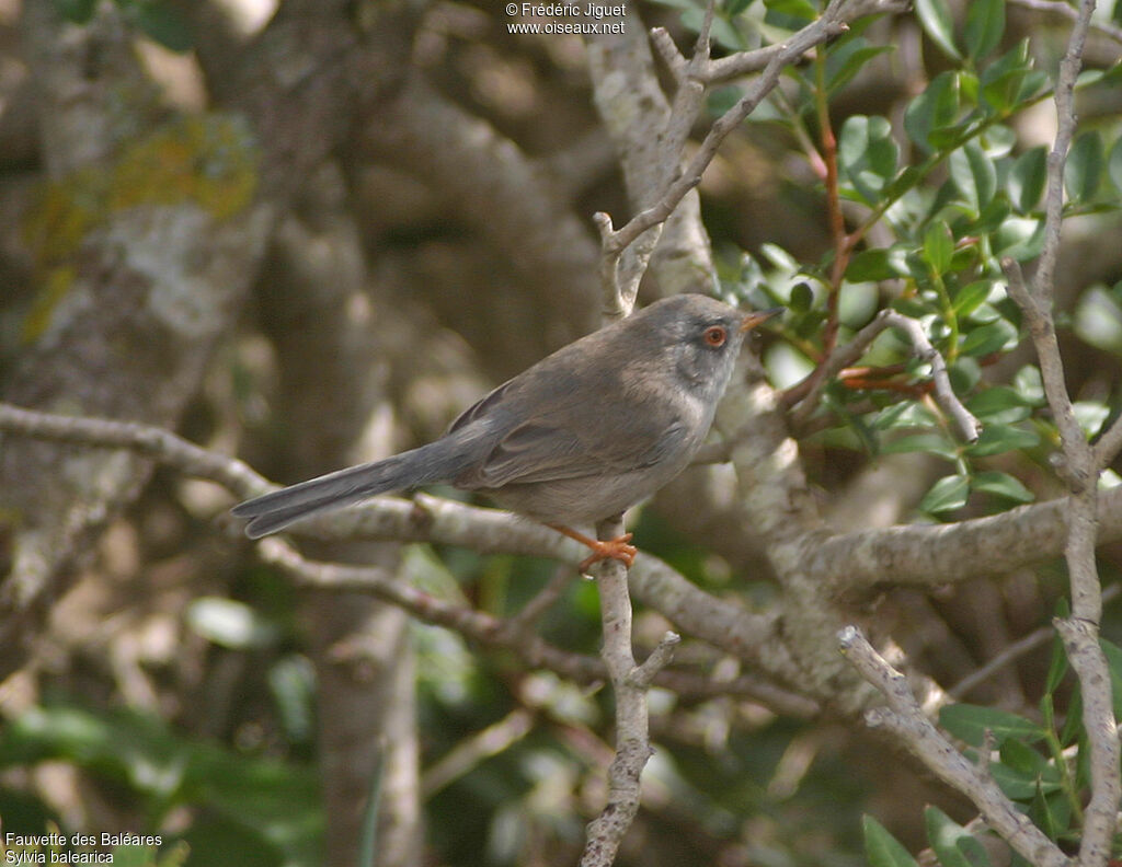 Balearic Warbler