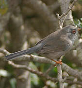 Balearic Warbler