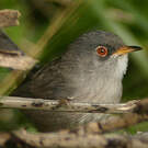 Fauvette des Baléares