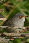 Balearic Warbler