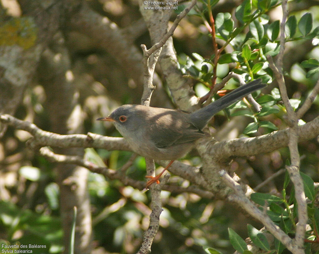 Fauvette des Baléaresadulte, identification