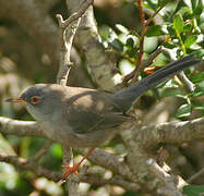 Balearic Warbler