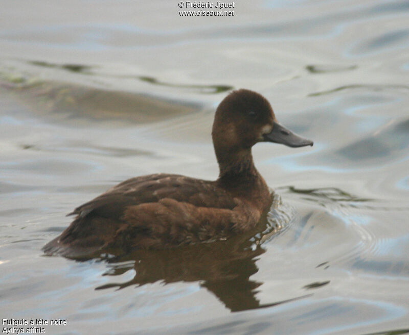 Lesser Scaup female adult post breeding, identification