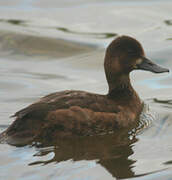 Lesser Scaup