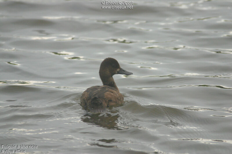 Lesser Scaup female First year, identification