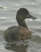 Lesser Scaup