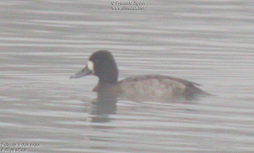 Lesser Scaup