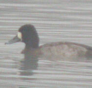 Lesser Scaup