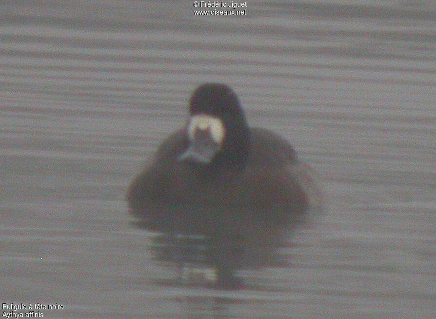 Lesser Scaup