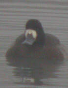 Lesser Scaup