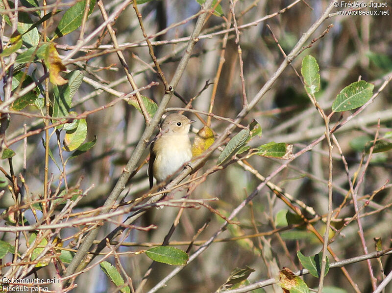 Red-breasted FlycatcherFirst year